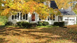 Read more about the article 3 Ways You Can Clean up Leaves From Your Yard