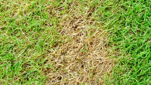 Read more about the article What Lawn Diseases Should You Be Aware of in Texas?