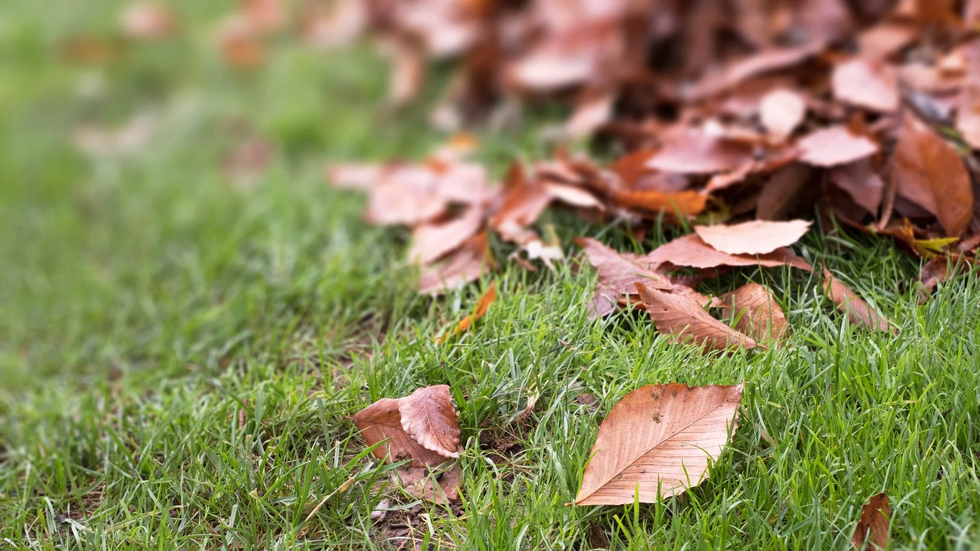 You are currently viewing These Problems Can Occur When You Don’t Remove Leaves From Your Lawn!