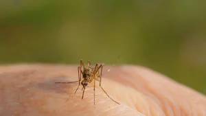 Read more about the article Consistency Is Key When It Comes to Mosquito Control Treatments