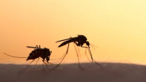 Read more about the article Tips for Reducing the Mosquito Population on Your Property