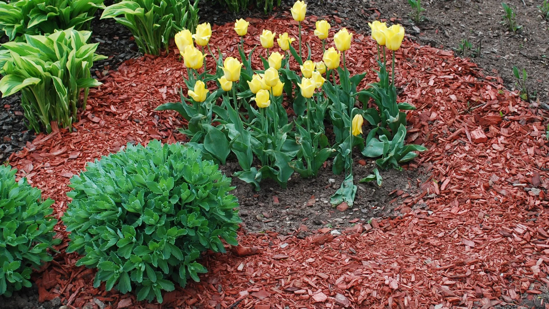 Read more about the article How Often Should I Refresh the Mulch in My Landscape Beds?
