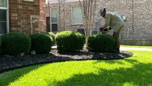 Read more about the article Want to Transform Your Landscape Beds? Do These 4 Things!