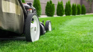Read more about the article How Often Should You Be Mowing Your Lawn in Texas?