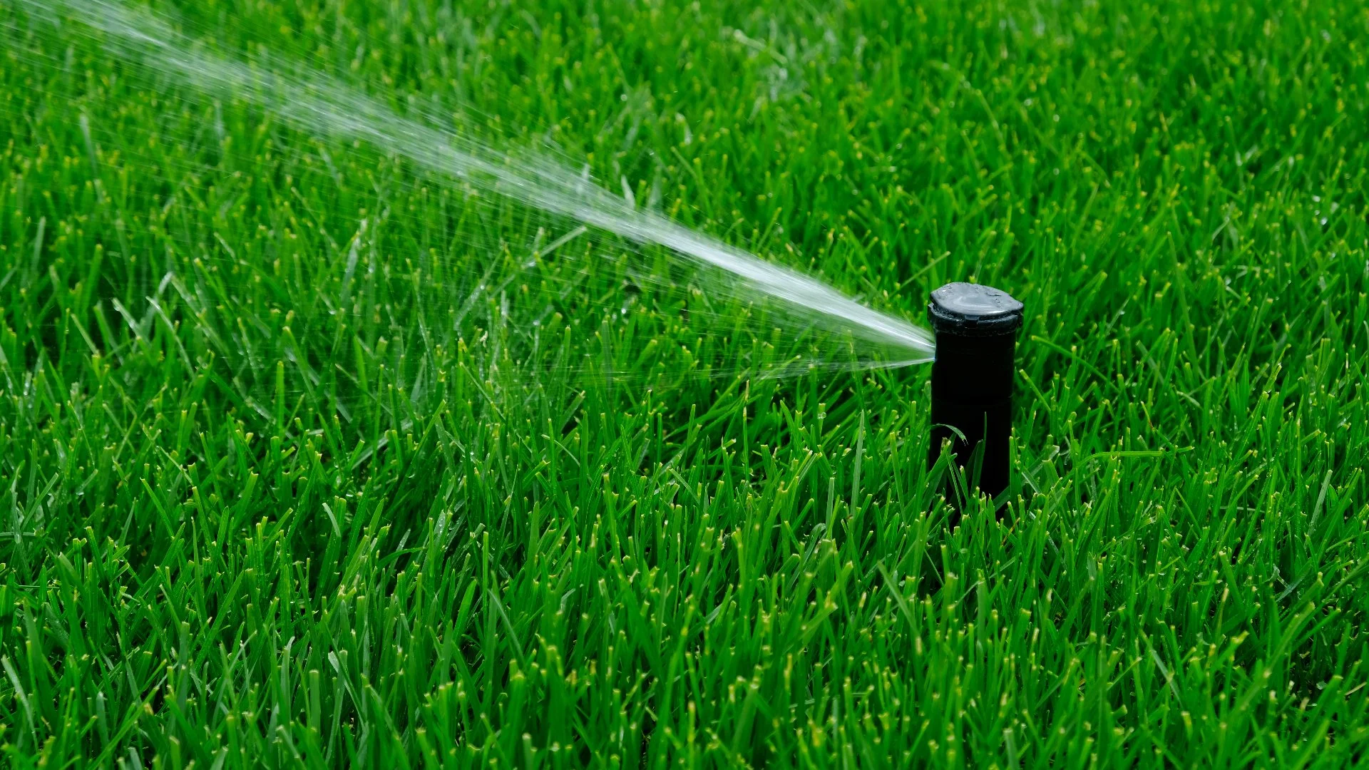 Read more about the article The Right Watering Schedule for North Texas Lawns Through Summer