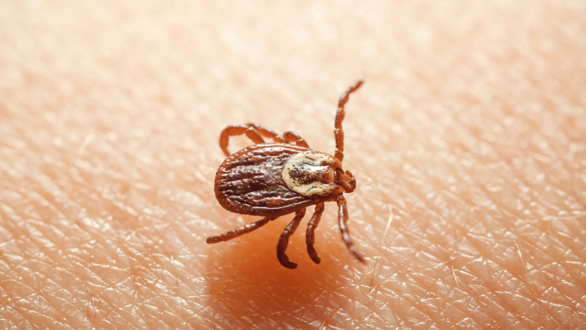 Read more about the article Take These Steps to Protect Your Pets & Children From Fleas & Ticks