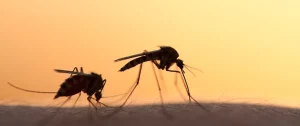 Read more about the article How to Choose a Pest Control Company in Fort Worth: What to Look For