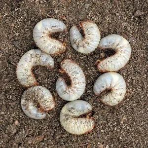 Read more about the article Chinch Bugs vs Grub Worms: How to Tell What’s Eating Your Fort Worth Lawn