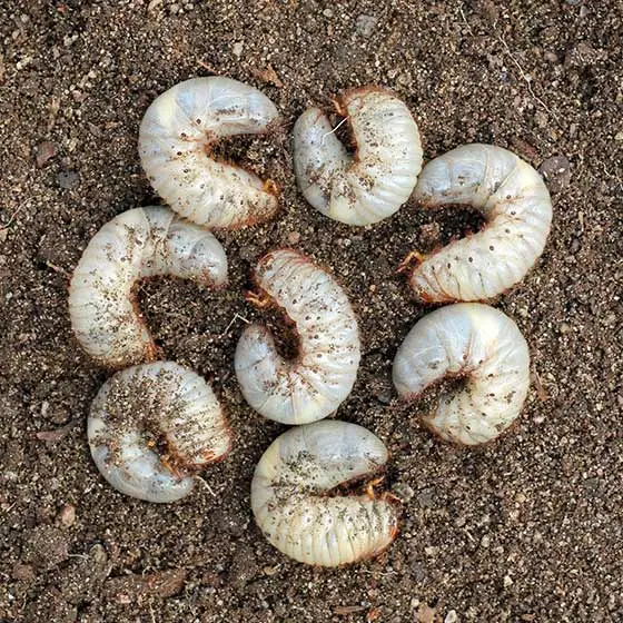 Read more about the article Chinch Bugs vs Grub Worms: How to Tell What’s Eating Your Fort Worth Lawn