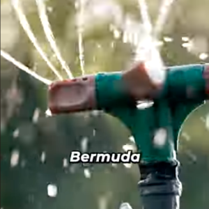 Read more about the article How Much to Water Bermuda Grass in Fall!