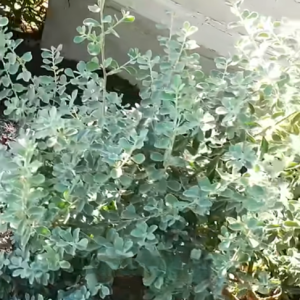 Read more about the article 3 Best Plants for Hot Texas Summers