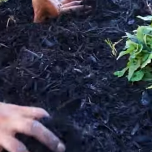 How to Apply Mulch