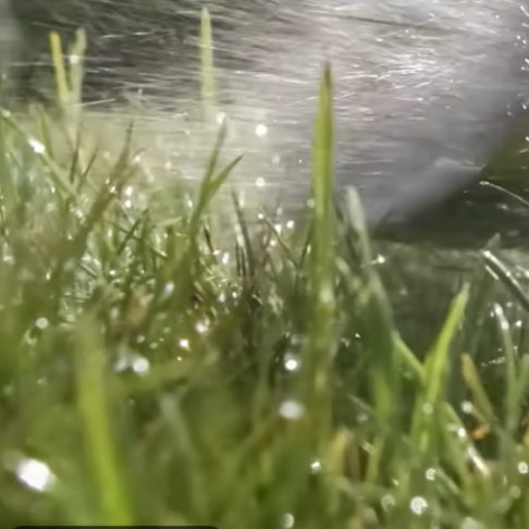 Read more about the article Keep Bermuda Grass Looking Its Best!