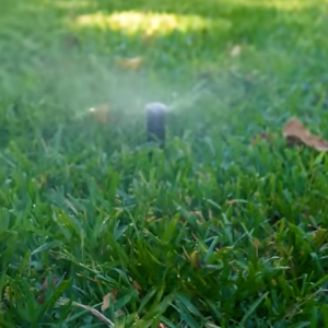 Read more about the article The Right Way to Water Bermuda Grass