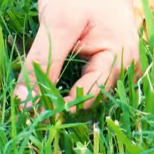 Read more about the article How to Treat Lawn Fungus