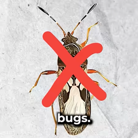 Read more about the article How to Spot & Stop Chinch Bugs!