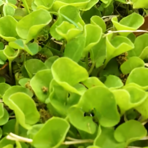 Read more about the article How To Get Rid of Dichondra!