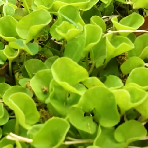 Read more about the article How To Get Rid of Dichondra!