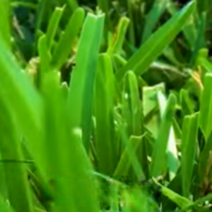 Read more about the article Why Bermuda Grass is Easier to Maintain!