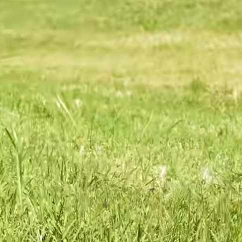 Read more about the article What Grass Grows in Shade?