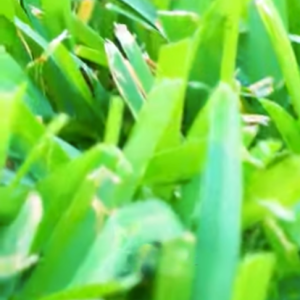 Read more about the article How LOW Should You Mow St. Augustine?