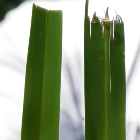 Read more about the article How Often Do You Sharpen Your Blades?