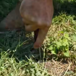 Read more about the article The Easiest Way to Check Lawn Moisture!