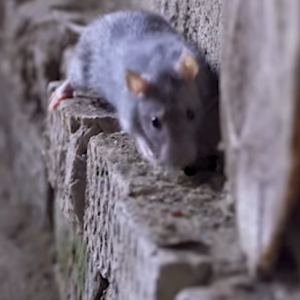 Read more about the article How to Protect Your Home From Pests!