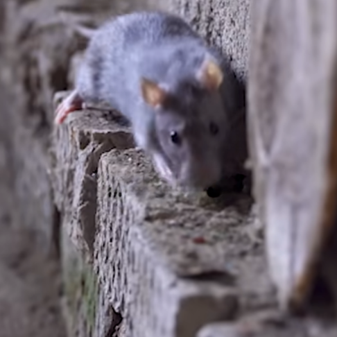 Read more about the article How to Protect Your Home From Pests!