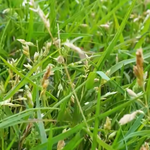 Read more about the article How to Fix Your Lawn’s Poa Problem!