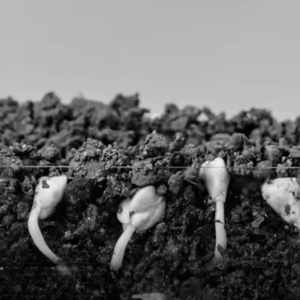 Read more about the article Should You Reseed Bermuda Grass?