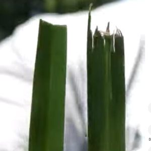 Read more about the article ¿Con qué frecuencia afilas las cuchillas?