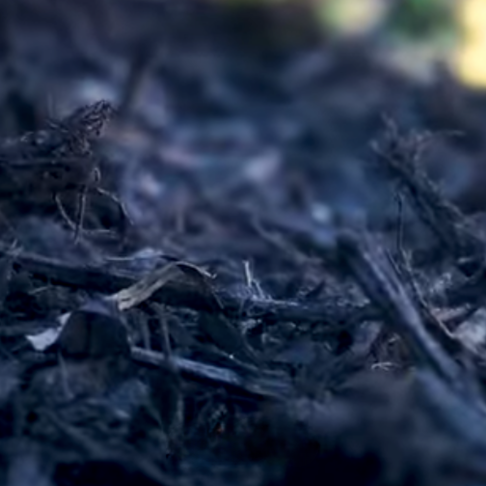 Read more about the article ¿Por qué debes eliminar el mantillo viejo?