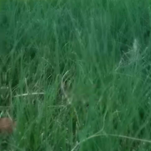 Read more about the article ¿Con qué frecuencia debes regar tu césped?