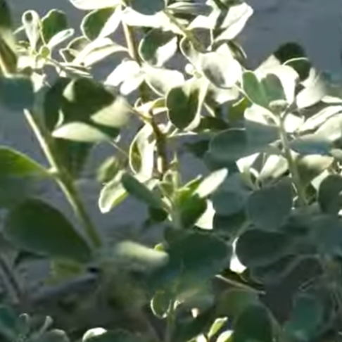 Las 3 mejores plantas para cultivar en Texas.