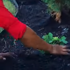 Read more about the article Cómo colocar mantillo?