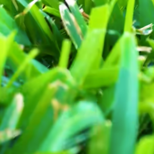 Read more about the article ¿Deberías embolsar o triturar los recortes?