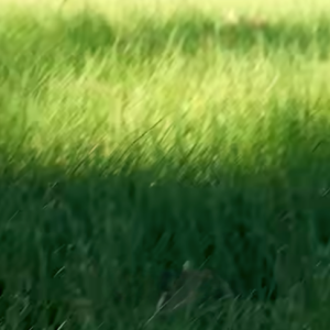 Read more about the article ¿Deberías resembrar el césped Bermuda?