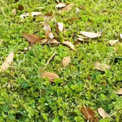 Read more about the article Cómo deshacerse de Dichondra!