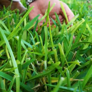 Read more about the article Spot Lawn Fungus Early & Fix It Fast!