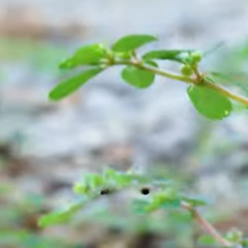 How to tackle spurge weeds in your lawn