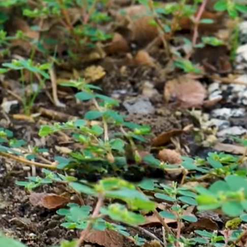 Read more about the article Never PULL This Weed On Your Lawn!