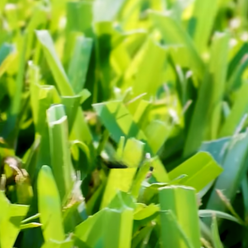 Read more about the article How to Mow St. Augustine Right!