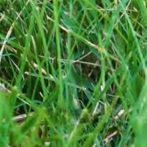 Read more about the article How to Prepare Your Lawn for Winter
