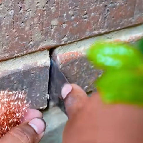 Read more about the article Steel Wool or Copper Mesh for Mice?