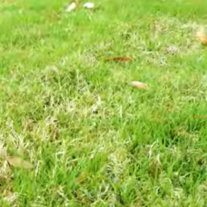 Read more about the article Treated vs. Untreated Lawn