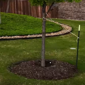 Read more about the article How to Mulch Young Trees Right!