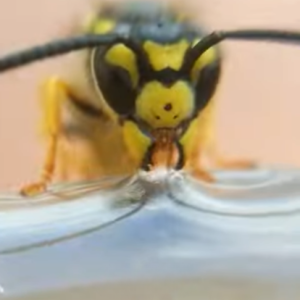 Read more about the article Why Wasps Are Drawn to Chlorine!