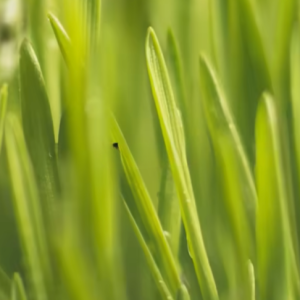 Read more about the article Don’t Water Your Lawn at Night!