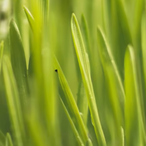 Read more about the article Don’t Water Your Lawn at Night!